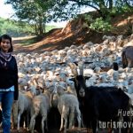 DESCUBRE LA VIDA DE LOS ANIMALES
